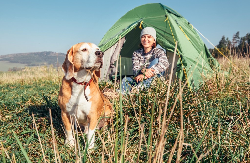 A woman and her beagle dog camping in a tent.