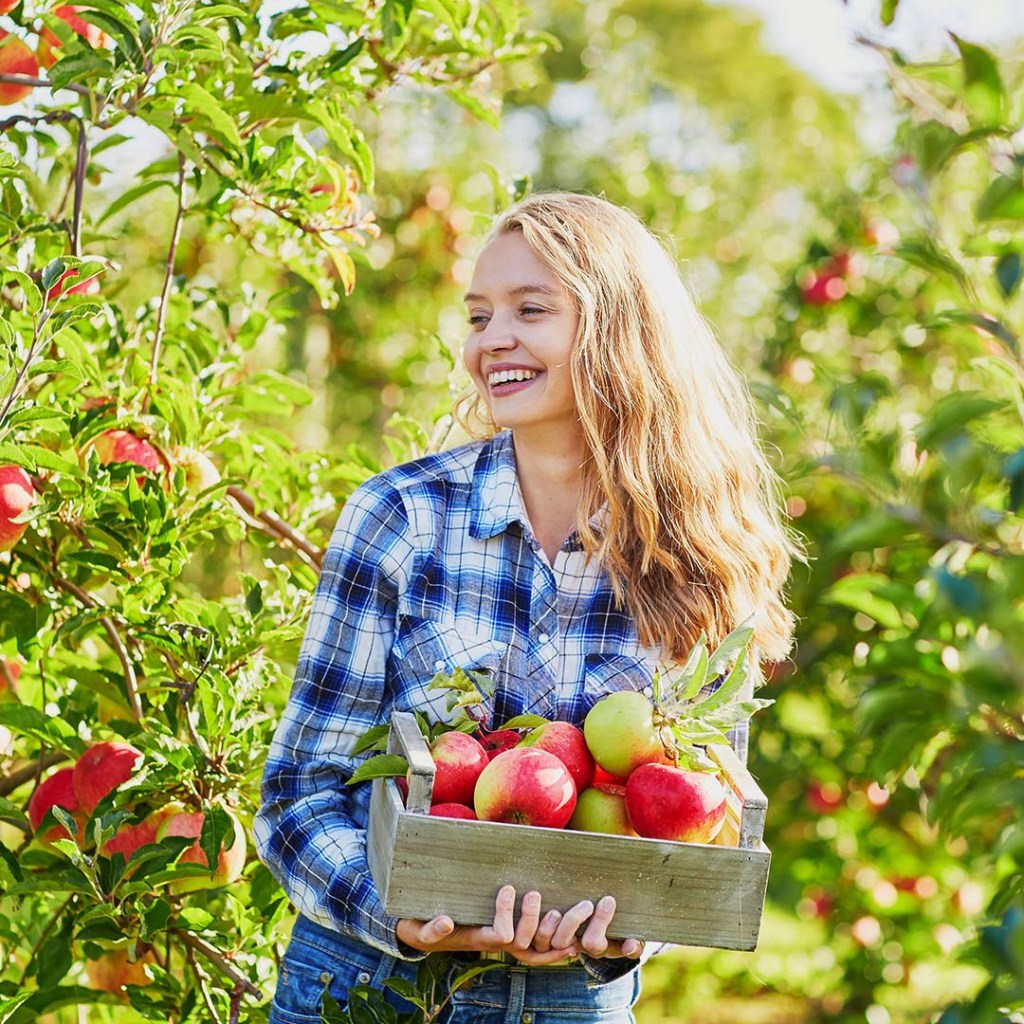 Woman holding crate with ripe red apples on farm.