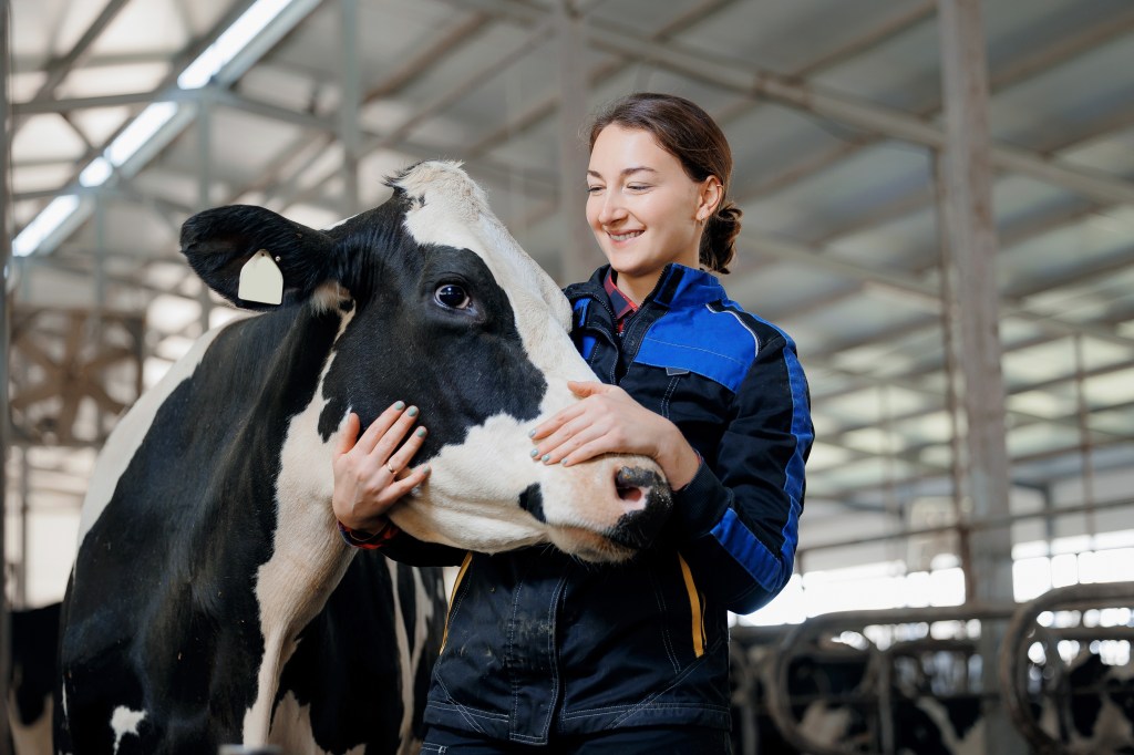 Female farmer works in a cow barn and pets a cow's face in affection.